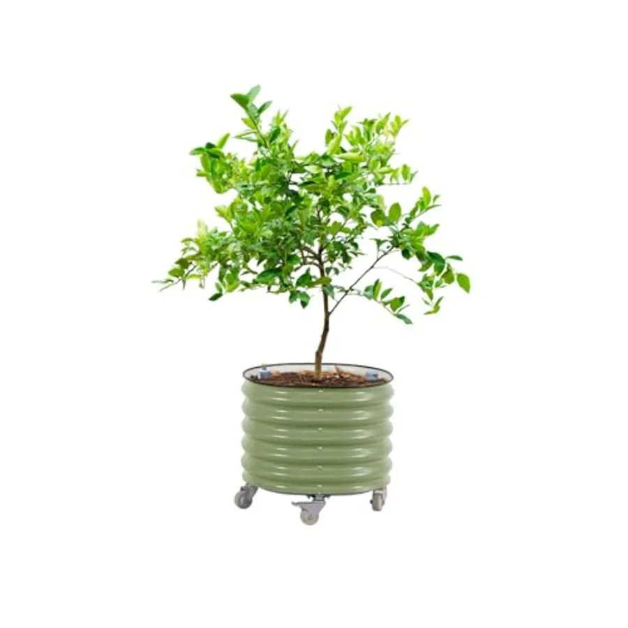 Self-Watering Planter - Pot Tanaman Pohon Jeruk Model Gen