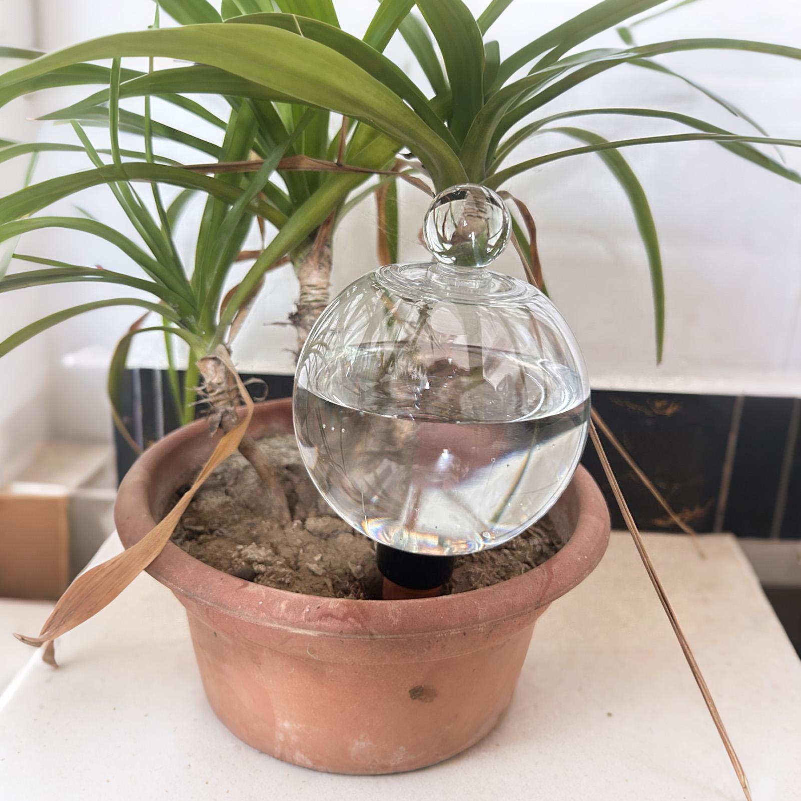 Bola Penyiram Tanaman 4pcs 500 - Automatic Plant Waterer ulasan dan harga